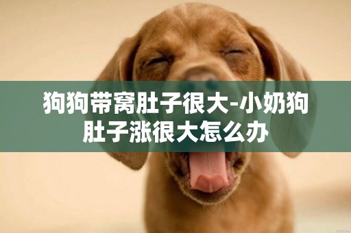 狗狗帶窩肚子很大-小奶狗肚子漲很大怎么辦