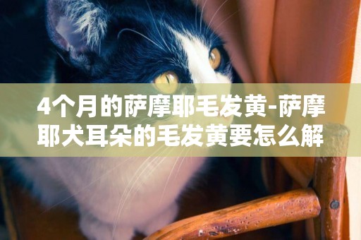 4個月的薩摩耶毛發黃-薩摩耶犬耳朵的毛發黃要怎么解決呢