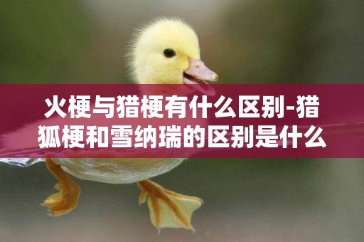 火梗與獵梗有什么區別-獵狐梗和雪納瑞的區別是什么