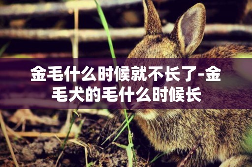 金毛什么時候就不長了-金毛犬的毛什么時候長