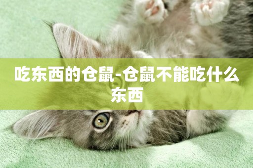 吃東西的倉鼠-倉鼠不能吃什么東西