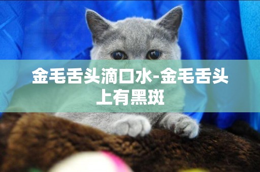 金毛舌頭滴口水-金毛舌頭上有黑斑