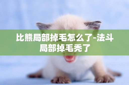 比熊局部掉毛怎么了-法斗局部掉毛禿了