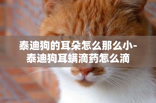 泰迪狗的耳朵怎么那么小-泰迪狗耳螨滴藥怎么滴