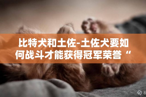 比特犬和土佐-土佐犬要如何戰斗才能獲得冠軍榮譽“橫綱”