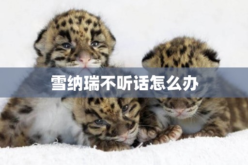 雪納瑞不聽話怎么辦