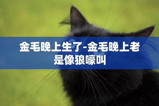 金毛晚上生了-金毛晚上老是像狼嚎叫