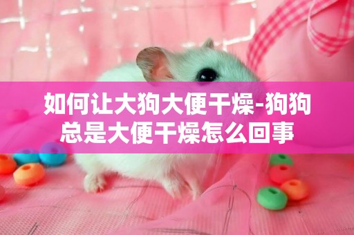 如何讓大狗大便干燥-狗狗總是大便干燥怎么回事
