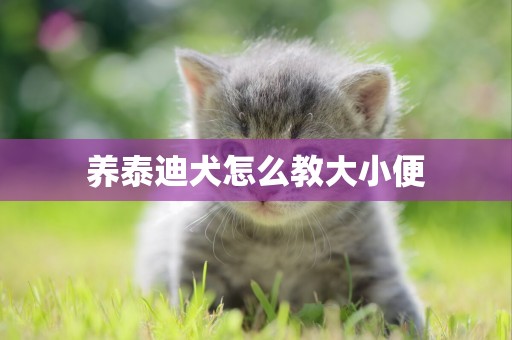 養泰迪犬怎么教大小便
