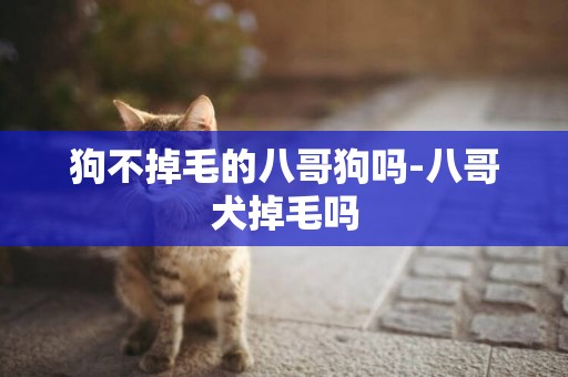 狗不掉毛的八哥狗嗎-八哥犬掉毛嗎