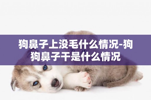狗鼻子上沒毛什么情況-狗狗鼻子干是什么情況