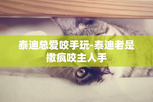 泰迪總愛咬手玩-泰迪老是撒瘋咬主人手
