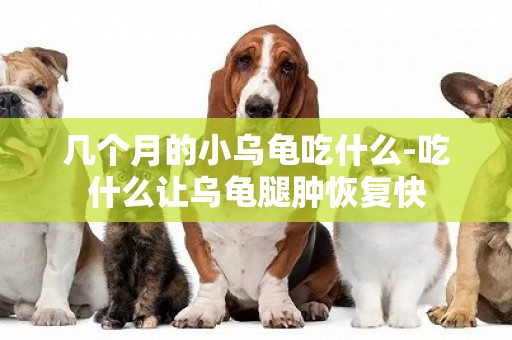 幾個月的小烏龜吃什么-吃什么讓烏龜腿腫恢復快