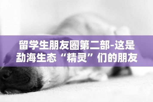 留學生朋友圈第二部-這是勐海生態“精靈”們的朋友圈