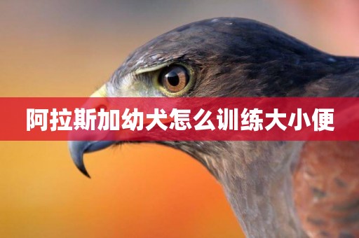 阿拉斯加幼犬怎么訓練大小便