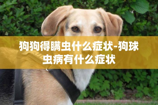 狗狗得瞞蟲什么癥狀-狗球蟲病有什么癥狀