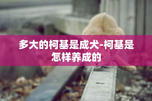 多大的柯基是成犬-柯基是怎樣養成的