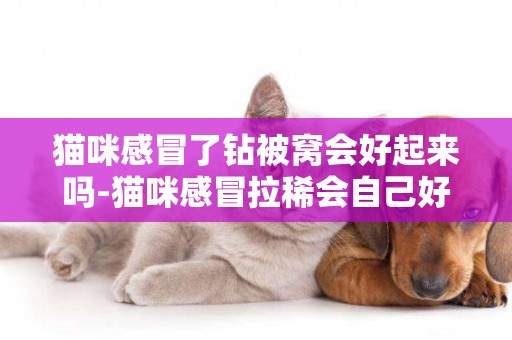 貓咪感冒了鉆被窩會好起來嗎-貓咪感冒拉稀會自己好起來嗎