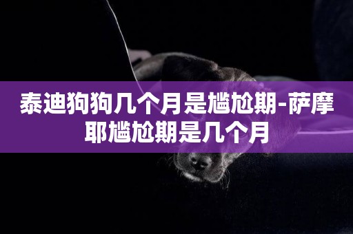 泰迪狗狗幾個月是尷尬期-薩摩耶尷尬期是幾個月