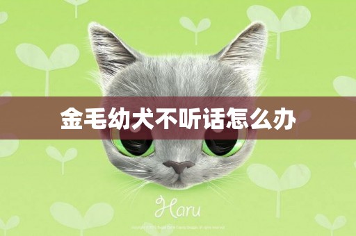金毛幼犬不聽話怎么辦