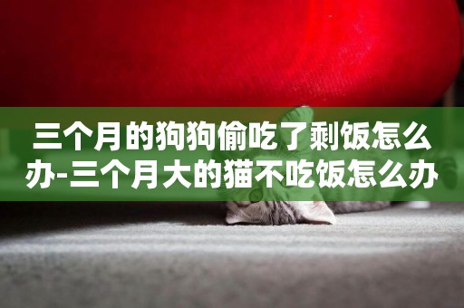 三個月的狗狗偷吃了剩飯怎么辦-三個月大的貓不吃飯怎么辦