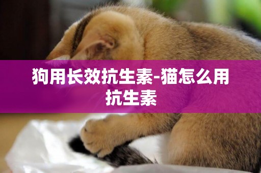 狗用長效抗生素-貓怎么用抗生素