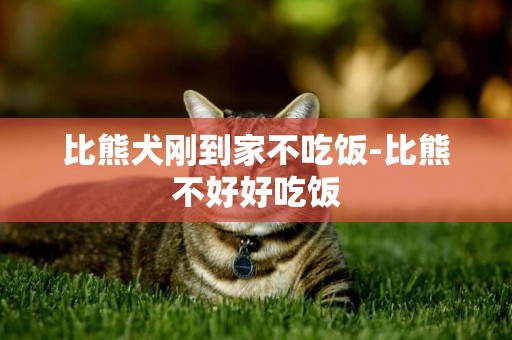 比熊犬剛到家不吃飯-比熊不好好吃飯