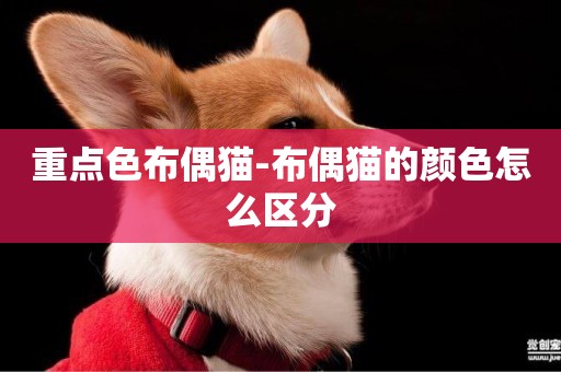 重點色布偶貓-布偶貓的顏色怎么區分