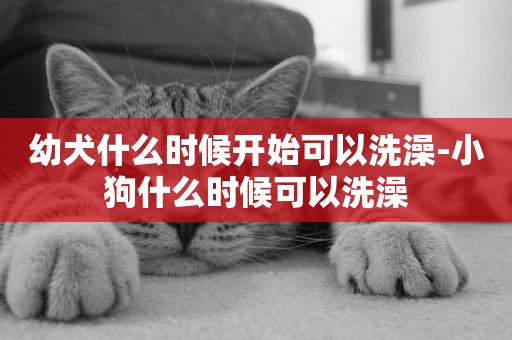 幼犬什么時候開始可以洗澡-小狗什么時候可以洗澡