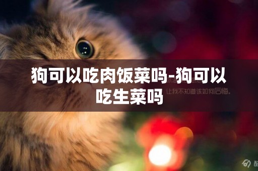 狗可以吃肉飯菜嗎-狗可以吃生菜嗎