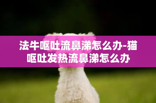 法牛嘔吐流鼻涕怎么辦-貓嘔吐發熱流鼻涕怎么辦