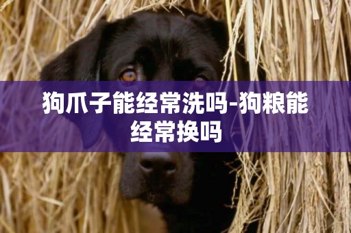 狗爪子能經常洗嗎-狗糧能經常換嗎