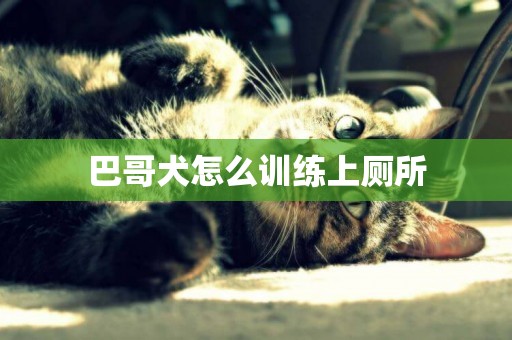 巴哥犬怎么訓練上廁所