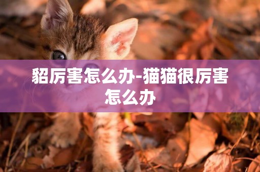 貂厲害怎么辦-貓貓很厲害怎么辦