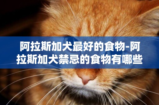 阿拉斯加犬最好的食物-阿拉斯加犬禁忌的食物有哪些
