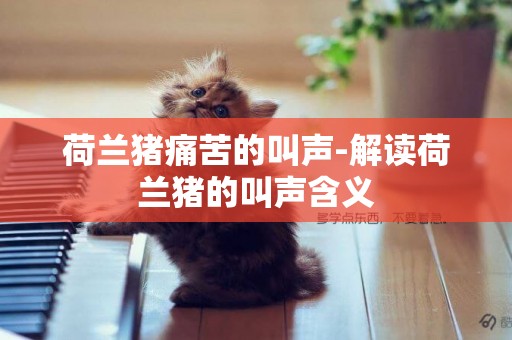 荷蘭豬痛苦的叫聲-解讀荷蘭豬的叫聲含義