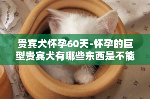 貴賓犬懷孕60天-懷孕的巨型貴賓犬有哪些東西是不能吃的