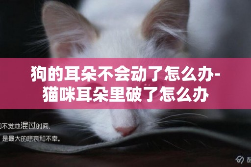 狗的耳朵不會動了怎么辦-貓咪耳朵里破了怎么辦