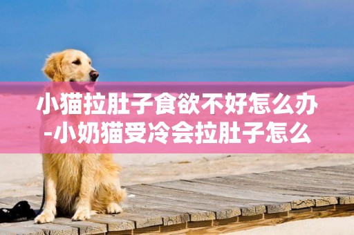 小貓拉肚子食欲不好怎么辦-小奶貓受冷會拉肚子怎么辦