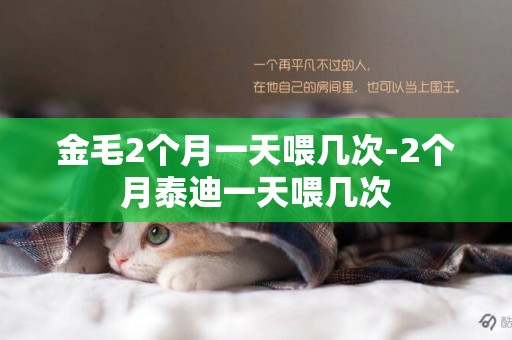 金毛2個月一天喂幾次-2個月泰迪一天喂幾次
