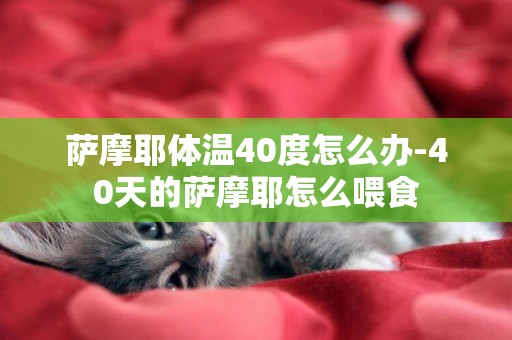 薩摩耶體溫40度怎么辦-40天的薩摩耶怎么喂食