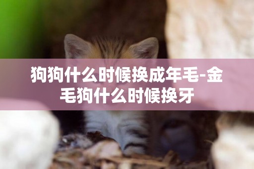 狗狗什么時候換成年毛-金毛狗什么時候換牙