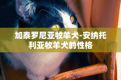 加泰羅尼亞牧羊犬-安納托利亞牧羊犬的性格