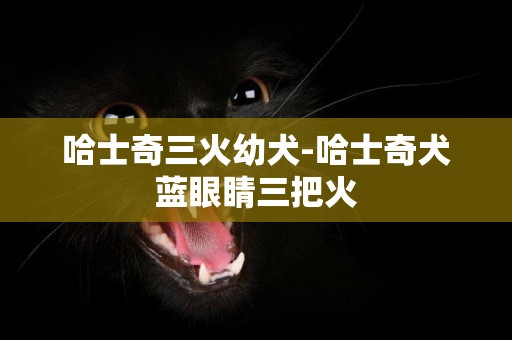 哈士奇三火幼犬-哈士奇犬藍眼睛三把火