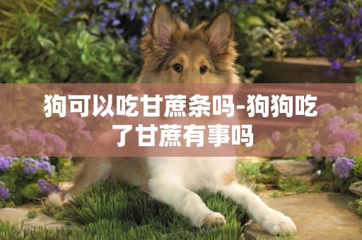 狗可以吃甘蔗條嗎-狗狗吃了甘蔗有事嗎