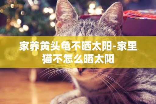 家養黃頭龜不曬太陽-家里貓不怎么曬太陽