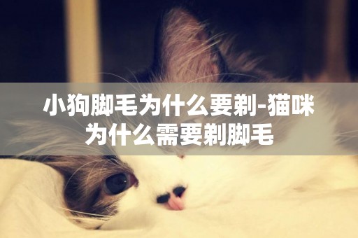 小狗腳毛為什么要剃-貓咪為什么需要剃腳毛