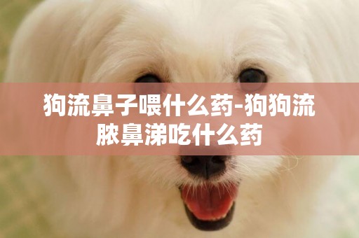 狗流鼻子喂什么藥-狗狗流膿鼻涕吃什么藥