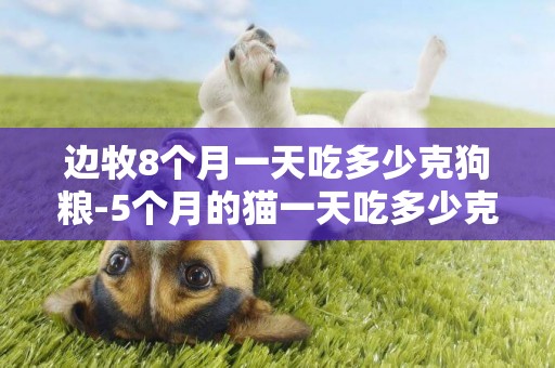 邊牧8個月一天吃多少克狗糧-5個月的貓一天吃多少克