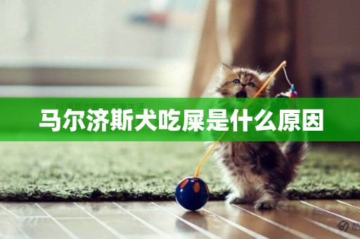 馬爾濟斯犬吃屎是什么原因